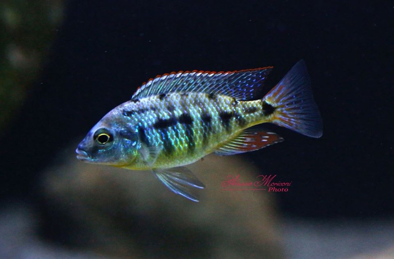 Protomelas virgatus 'Kanchedza Island'